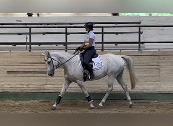 Anglo-Arab, Mare, 10 years, 15,2 hh, Grey