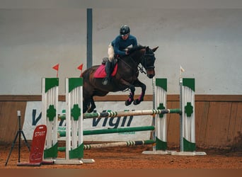 Anglo-Arab, Mare, 11 years, 15.2 hh, Bay-Dark