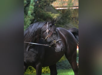 Anglo-Arab, Mare, 11 years, 16 hh, Black