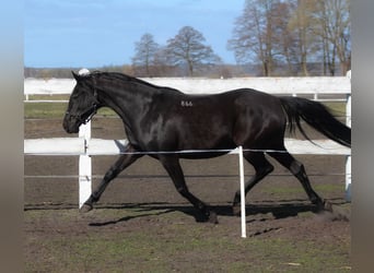 Anglo-Arab, Mare, 11 years, 16 hh, Black