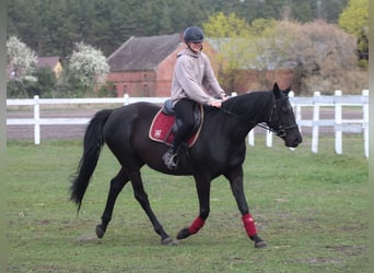 Anglo-Arab, Mare, 11 years, 16 hh, Black