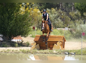 Anglo-Arab, Mare, 11 years, 16 hh, Chestnut-Red