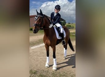 Anglo-Arab Mix, Mare, 12 years, 15,2 hh, Brown