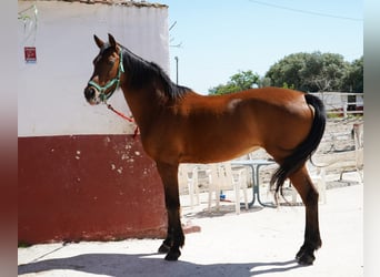Anglo-Arab, Mare, 12 years, 15,2 hh, Brown