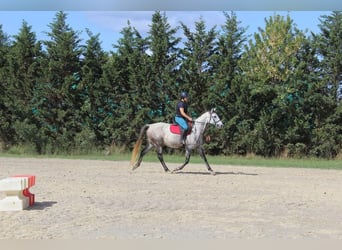 Anglo-Arab, Mare, 12 years, 16 hh, Brown