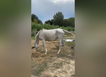 Anglo-Arab, Mare, 12 years, Grey-Fleabitten