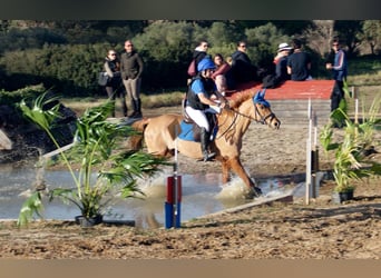 Anglo-Arab, Mare, 13 years, 15,3 hh, Chestnut-Red