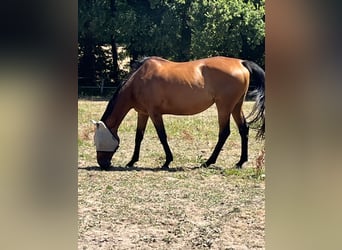 Anglo-Arab, Mare, 13 years, 16.1 hh, Bay-Dark