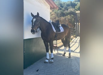 Anglo-Arab Mix, Mare, 13 years, 16 hh, Bay-Dark