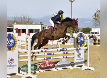 Anglo-Arab, Mare, 13 years, 16 hh, Brown-Light