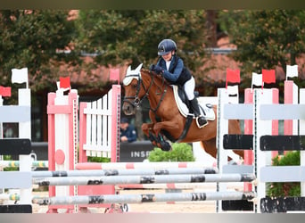 Anglo-Arab, Mare, 14 years, 13,1 hh, Chestnut-Red