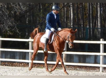 Anglo-Arab, Mare, 14 years, 15.1 hh, Chestnut-Red