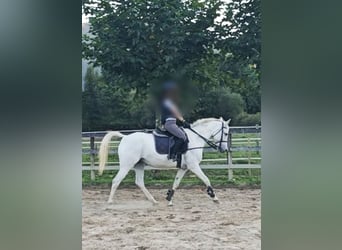 Anglo-Arab, Mare, 14 years, 15,1 hh, Grey