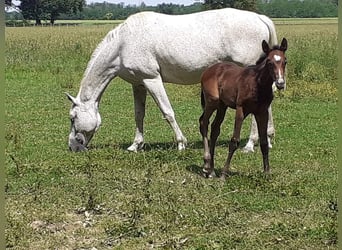 Anglo-Arabo, Stute, 14 Jahre, 16,2 hh, Schimmel