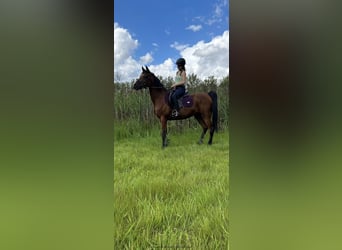 Anglo-Arab, Mare, 15 years, 15 hh, Brown