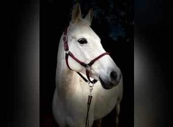 Anglo-Arab, Mare, 16 years, 15.2 hh, Gray-Fleabitten
