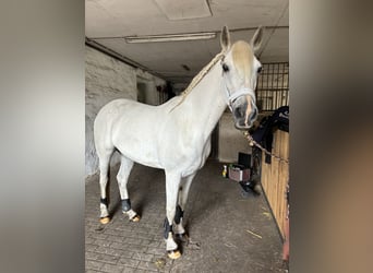 Anglo-Arab Mix, Mare, 17 years, 14.2 hh, Grey