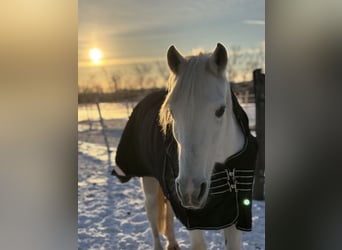 Anglo-Arab Mix, Mare, 17 years, 14.2 hh, Grey