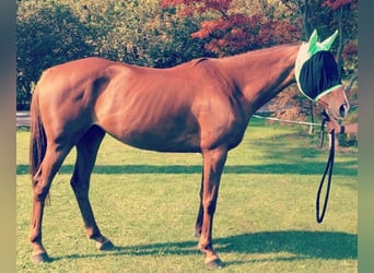 Anglo-Arab, Mare, 17 years, 15,2 hh, Chestnut-Red