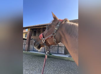 Anglo-Arab, Mare, 17 years, 15,2 hh, Chestnut-Red