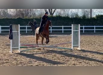 Anglo-Arab, Mare, 17 years, 15,2 hh, Chestnut-Red