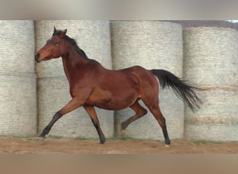 Anglo-Arab, Mare, 18 years, 15,2 hh, Brown