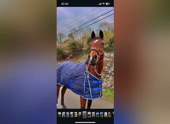 Anglo-Arab, Mare, 18 years, 15,2 hh, Brown
