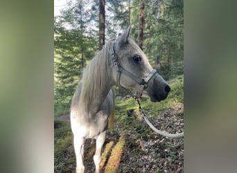 Anglo-Arab, Mare, 18 years, Gray-Fleabitten