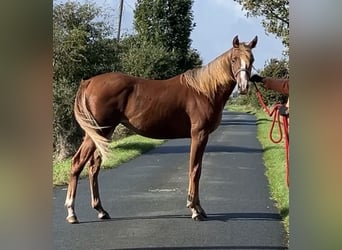 Anglo-Arab, Mare, 1 year, 15.2 hh, Chestnut-Red