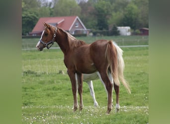 Anglo-Arab, Mare, 1 year, 15.2 hh, Chestnut-Red