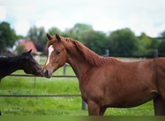 Anglo-Arab, Mare, 1 year, 15.2 hh, Chestnut-Red