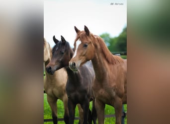 Anglo-Arab, Mare, 1 year, 15,2 hh, Chestnut-Red