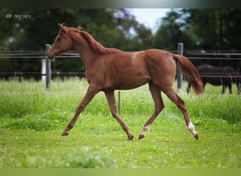 Anglo-Arab, Mare, 1 year, 15.2 hh, Chestnut-Red