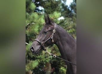 Anglo-Arab, Mare, 1 year, 16 hh, Black