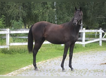 Anglo-Arab, Mare, 1 year, 16 hh, Black