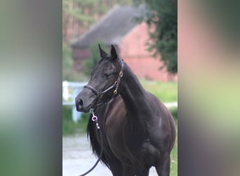 Anglo-Arab, Mare, 1 year, 16 hh, Black