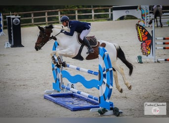 Anglo-Arab, Mare, 1 year, 16 hh, Sabino