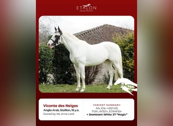 Anglo-Arab, Mare, 1 year, 16 hh