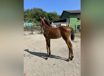 Anglo-Arab, Mare, 1 year, Brown