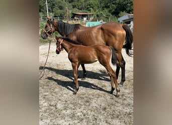 Anglo-Arab, Mare, 1 year, Brown