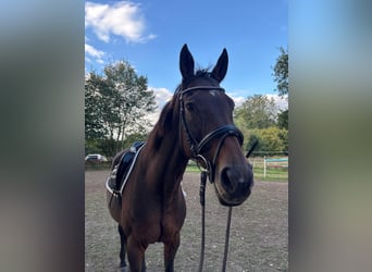 Anglo-Arab, Mare, 20 years, 15,2 hh, Brown