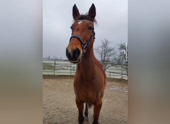 Anglo-Arab, Mare, 23 years, 15,2 hh, Brown