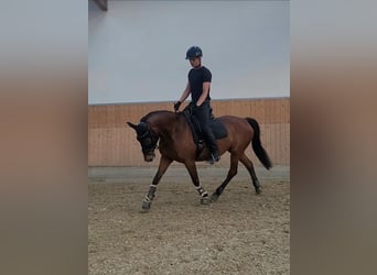 Anglo-Arab Mix, Mare, 23 years, 15,2 hh, Brown