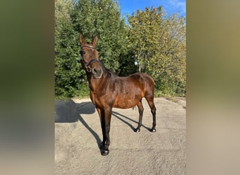 Anglo-Arab, Mare, 24 years, 15.2 hh, Brown