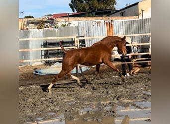 Anglo-Arab, Mare, 2 years, 15,1 hh, Chestnut-Red