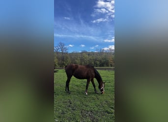 Anglo-Arab, Mare, 3 years, 15,1 hh, Brown