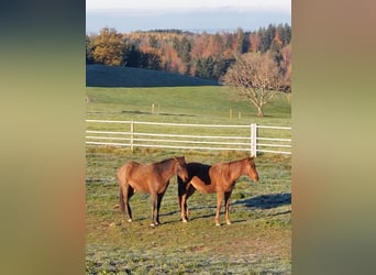 Anglo-Arab, Mare, 3 years, 15,1 hh, Chestnut-Red