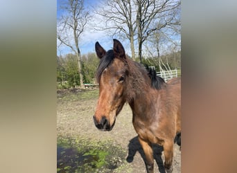 Anglo-Arab, Mare, 3 years, 15.2 hh, Bay-Dark