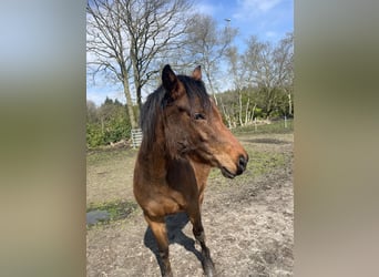 Anglo-Arab, Mare, 3 years, 15.2 hh, Bay-Dark