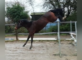 Anglo-Arab, Mare, 3 years, 15,2 hh, Brown